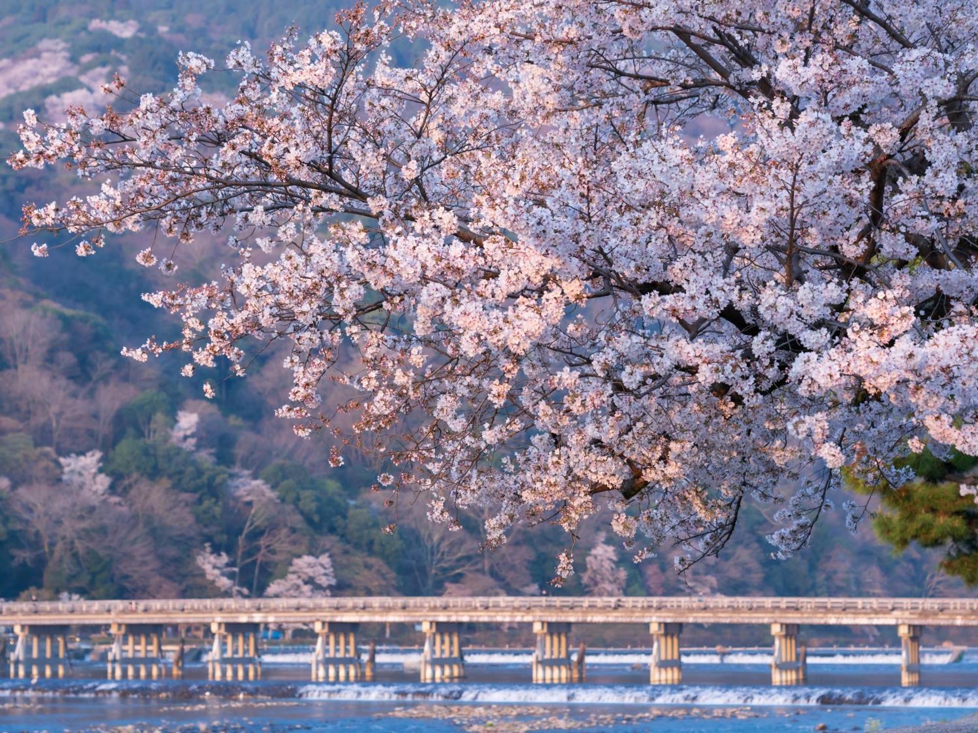 The Blossom Kyoto Luaran gambar