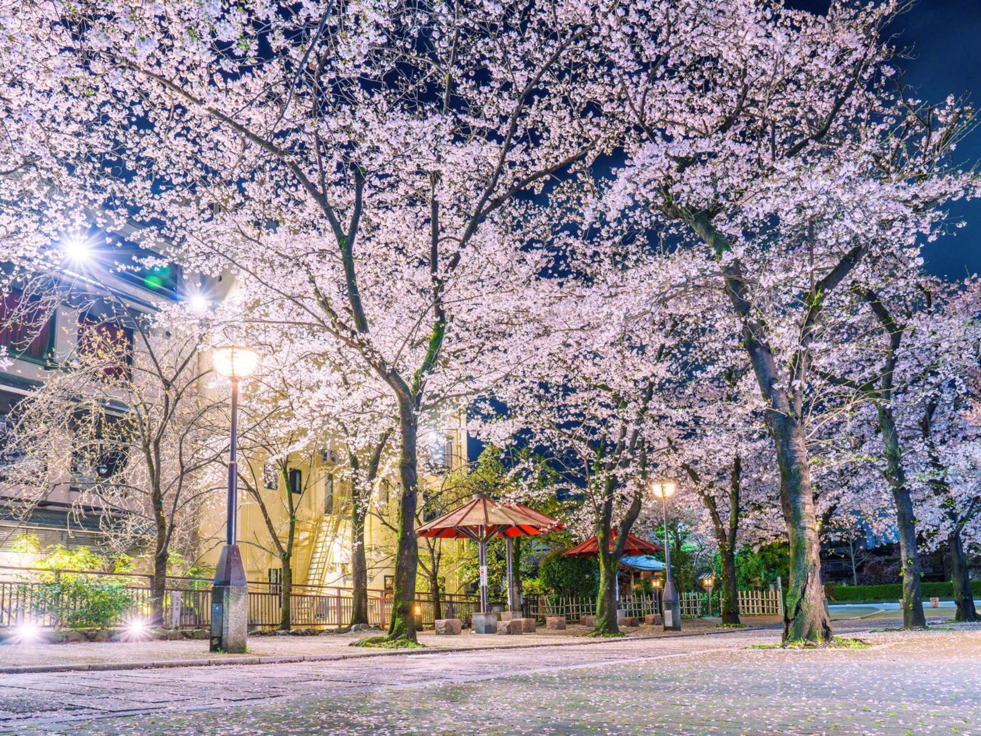 The Blossom Kyoto Luaran gambar